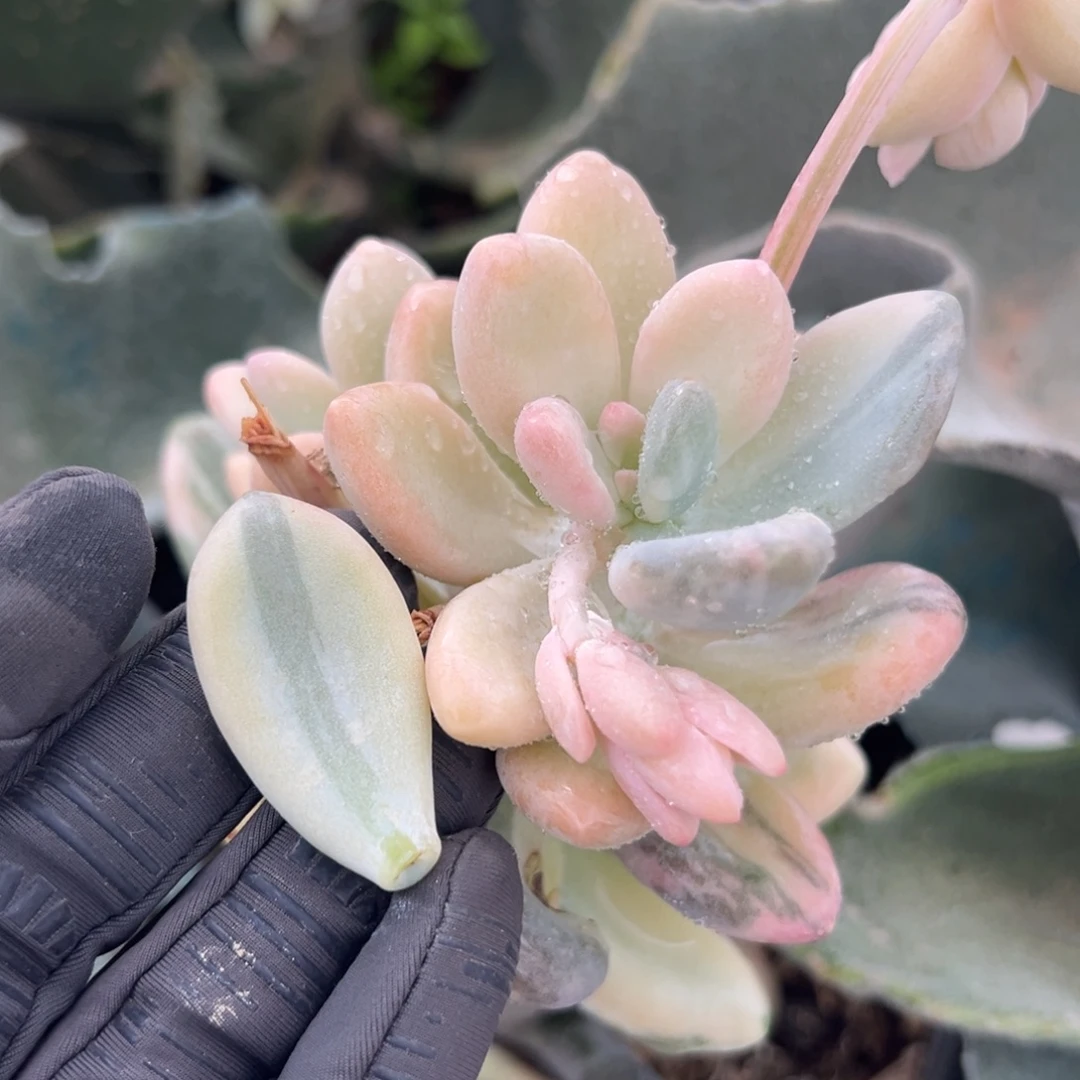 青玉奶酪锦，叶子一片