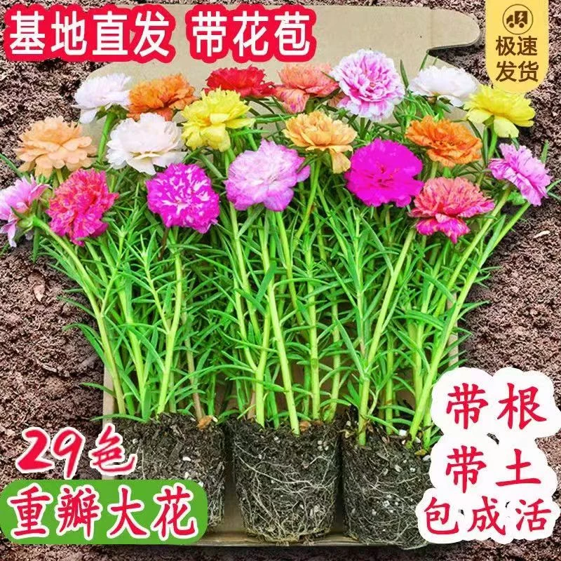 水培重瓣太阳花苗多色混色带根土宿根室内花卉耐热好养庭院盆栽