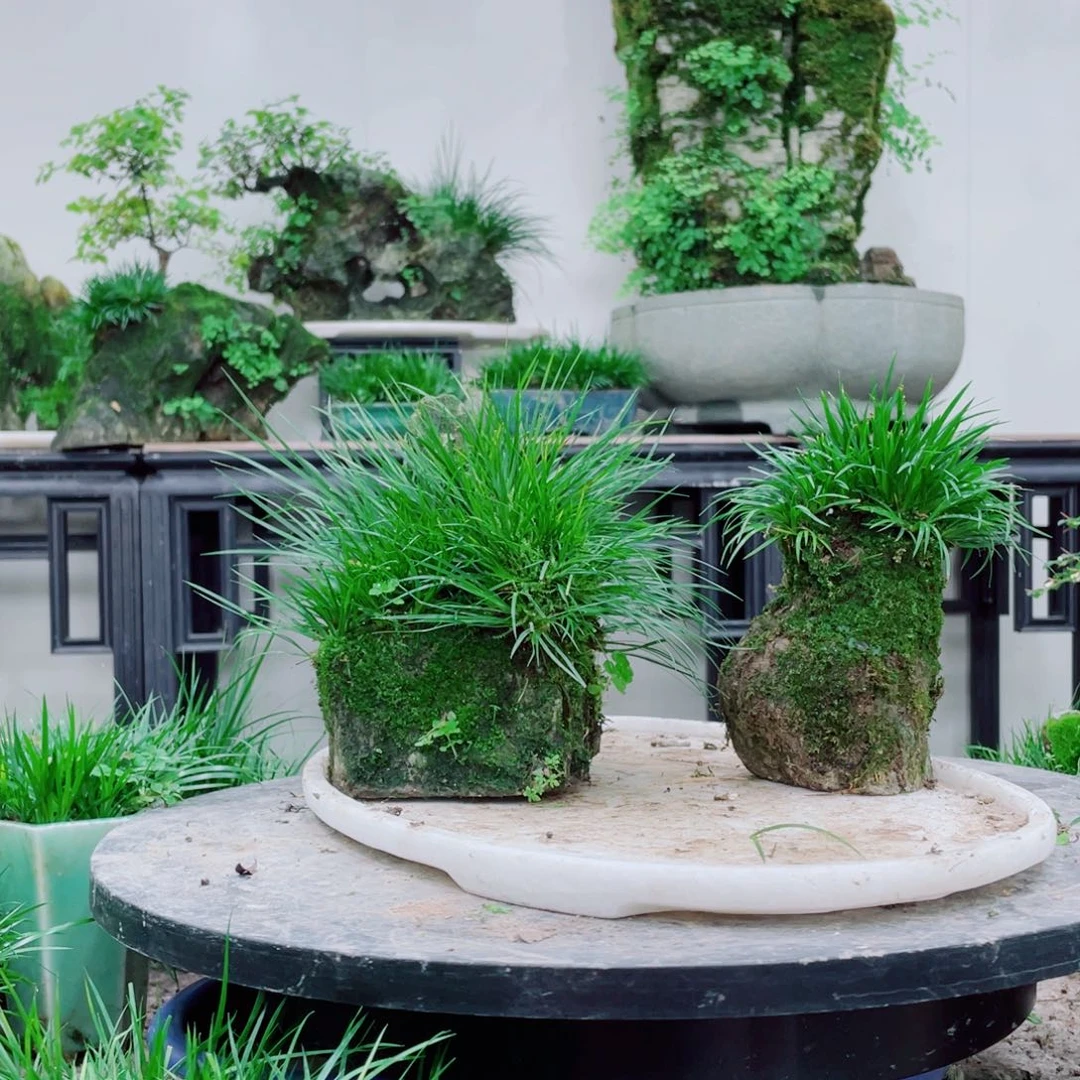 无铅玻璃春*铁线蕨铁线蕨铁线蕨