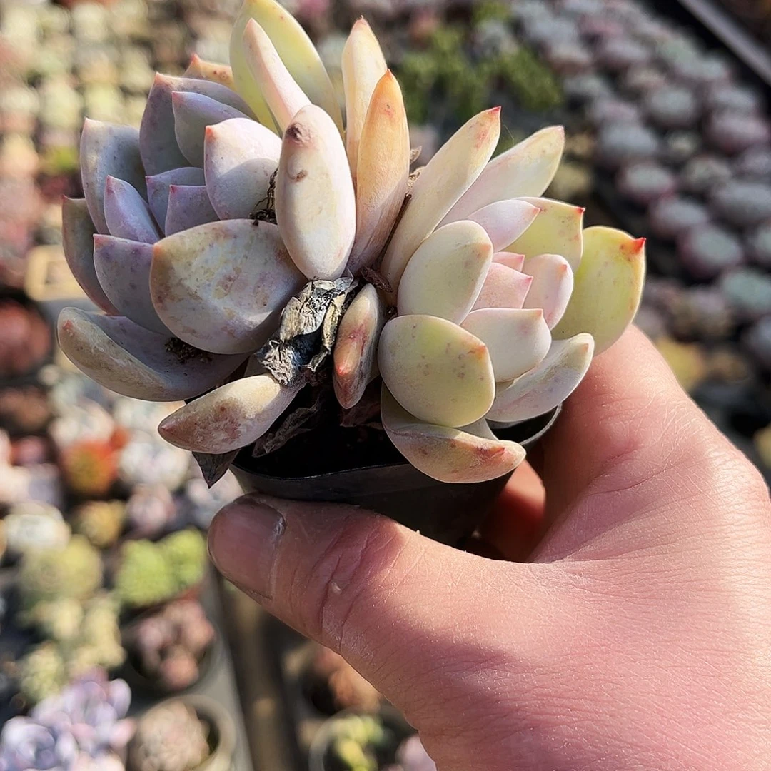 @**❤132多肉植物提取萃取剂中添加