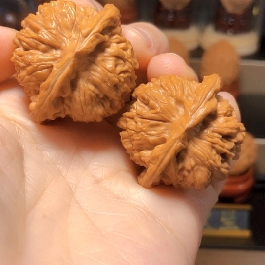 野生小众：第一矮
