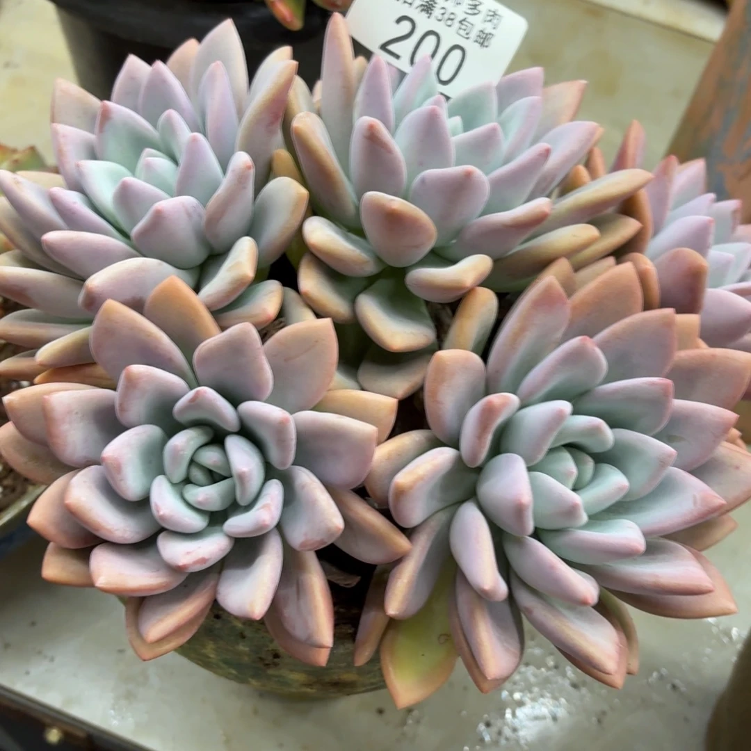 伊****黑大帅多肉200奥普