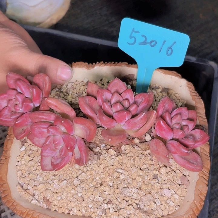 悠*赫飞鱼52016一物一拍