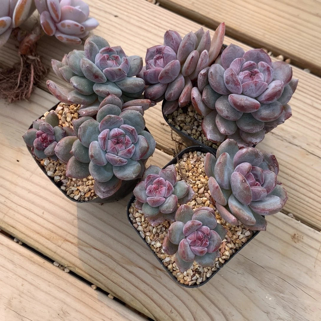 ⑉***a突尼斯3个发货多肉