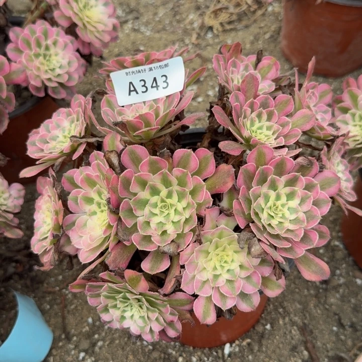343铜白 多肉植物