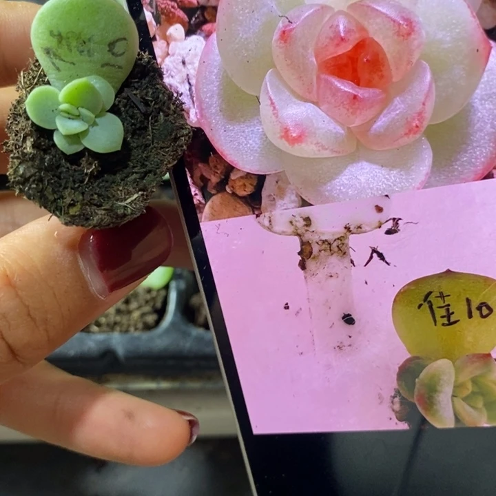 佳10芽苗一个多肉