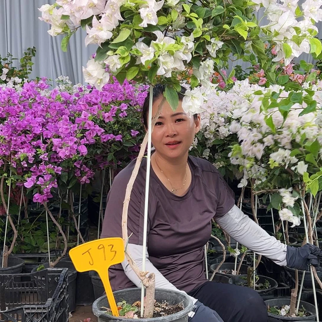 女***-完全开放J93金边丽娜