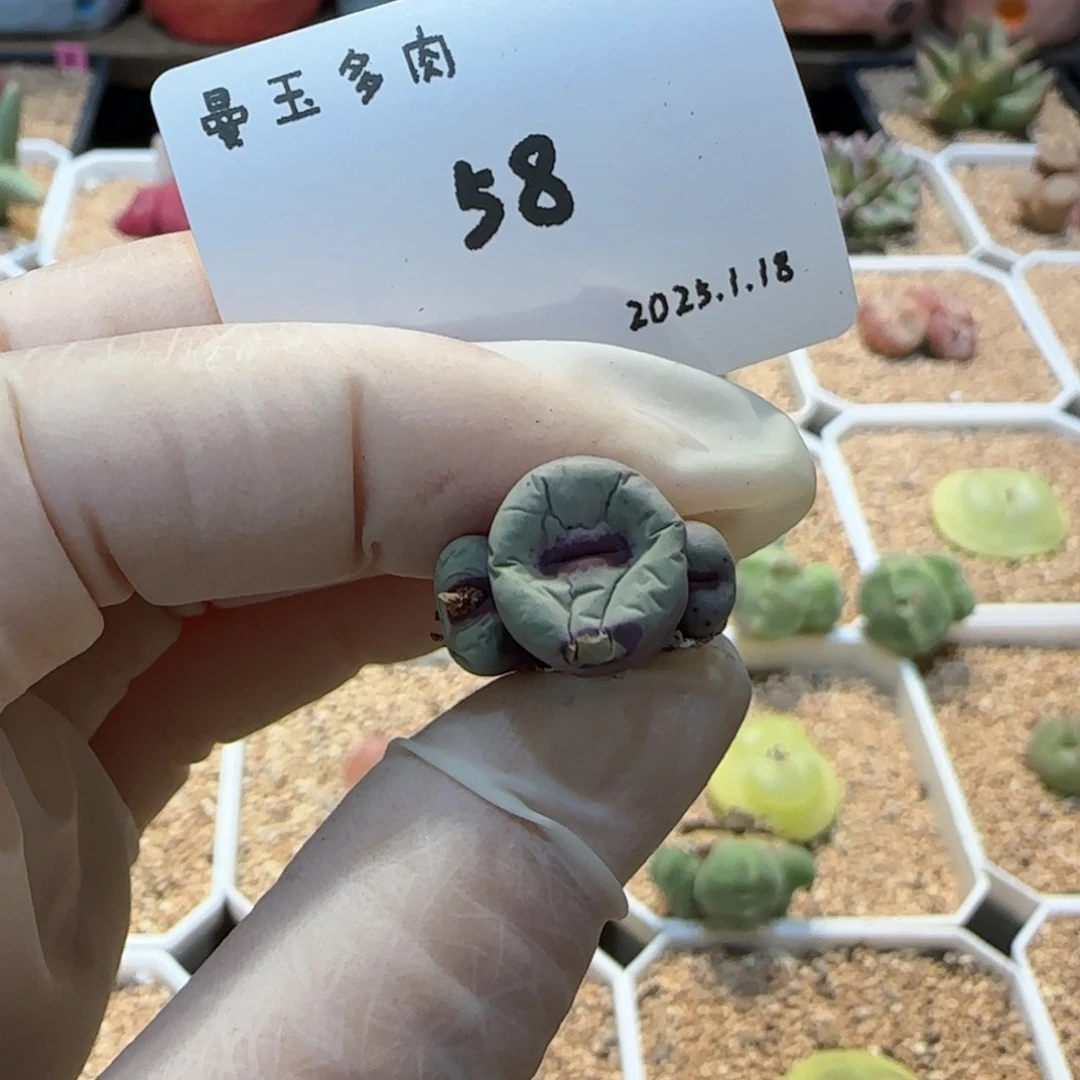 毛**?多肉多肉多肉1.18-058