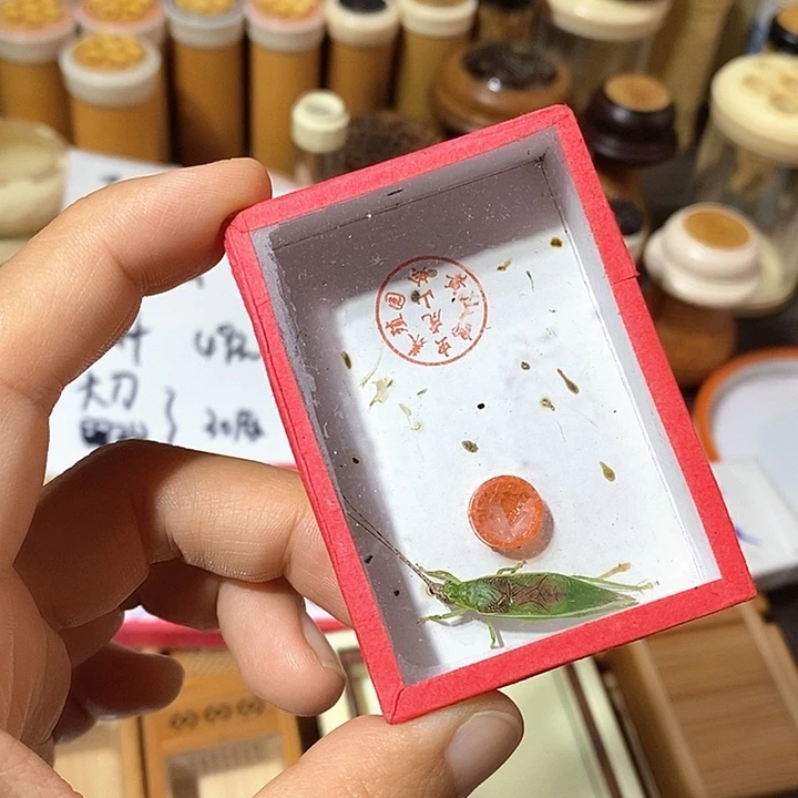 大**儿金钟全品一个