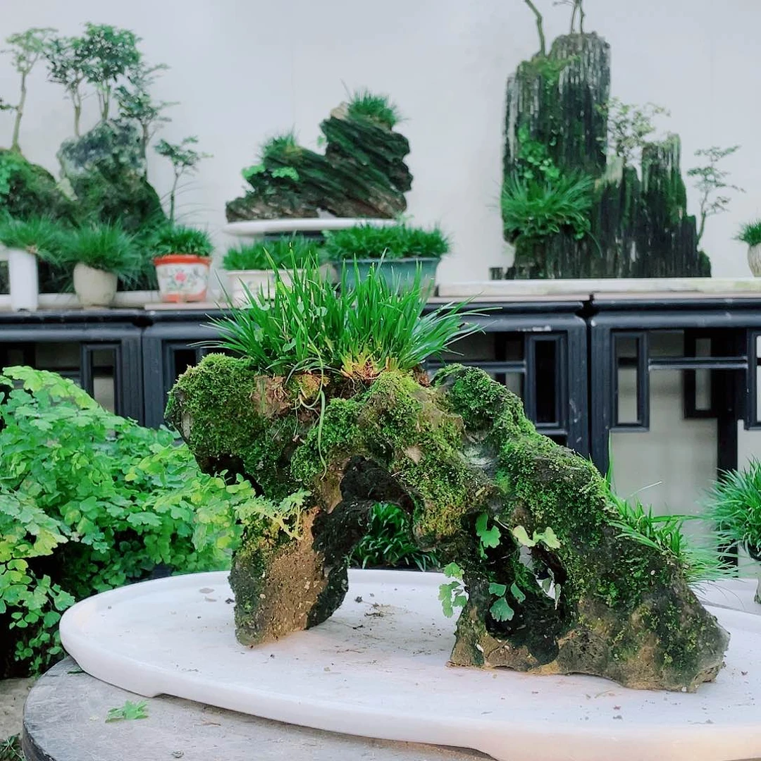 无铅玻璃王*铁线蕨铁线蕨铁线蕨