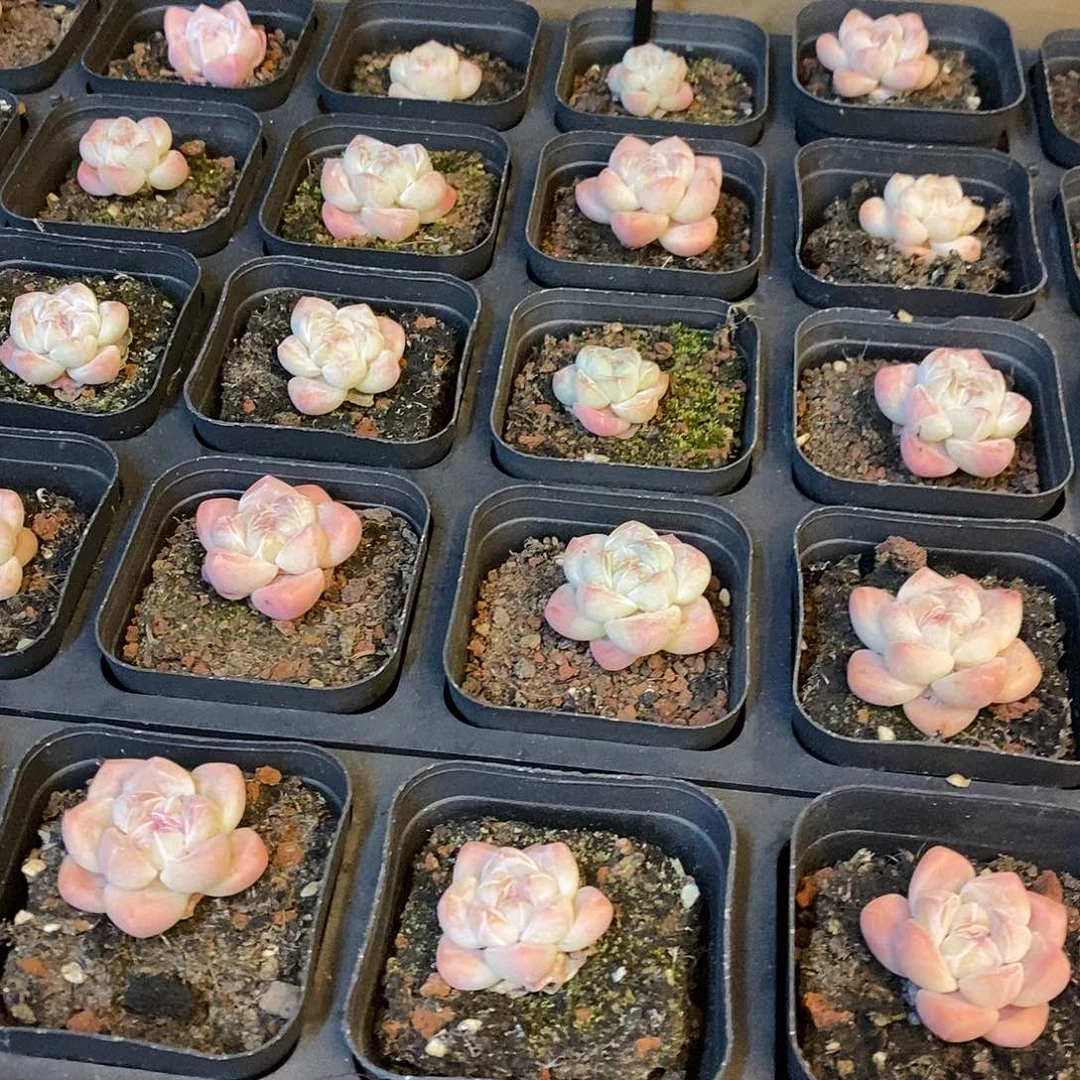 157小脸冰玉 福利多多