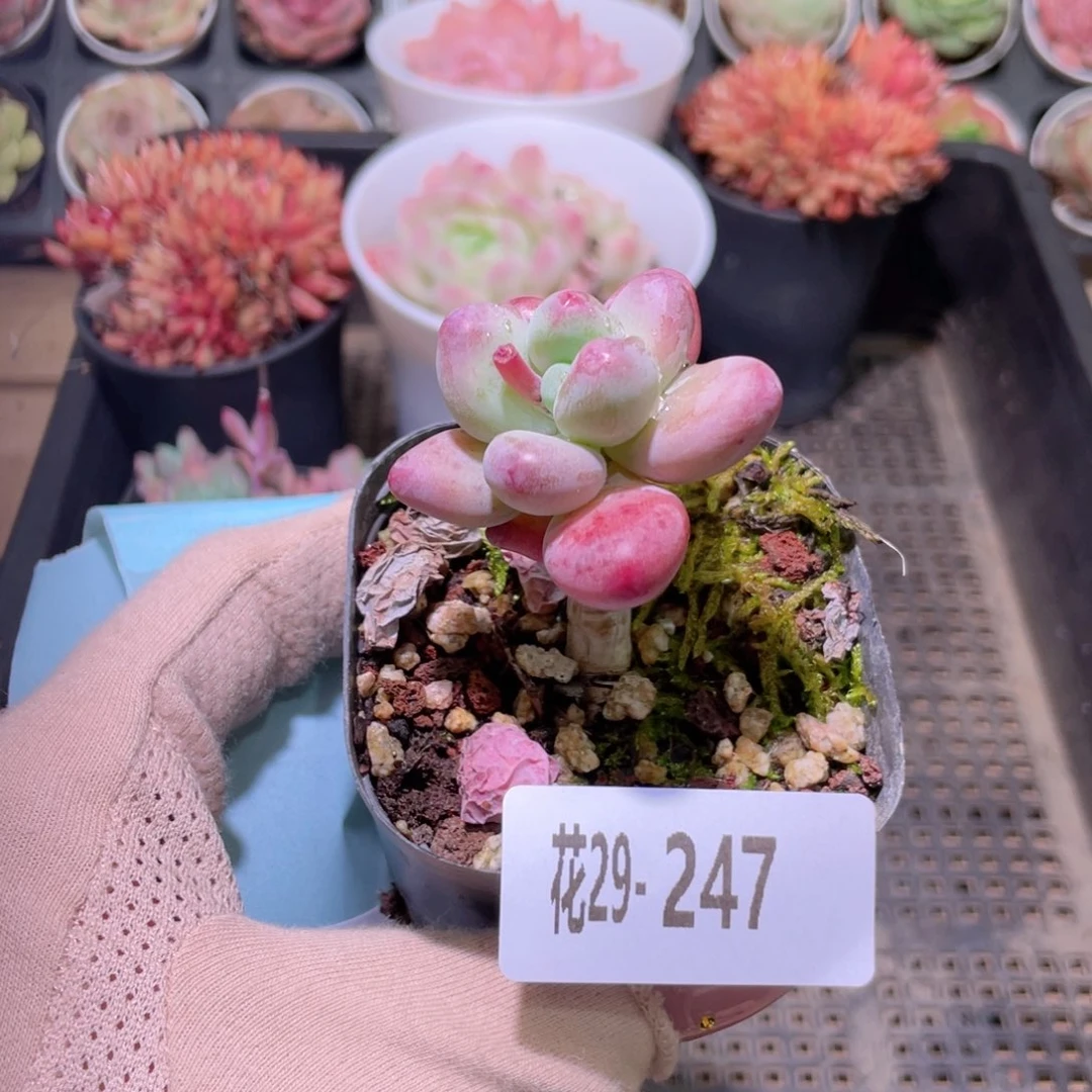 花利美29-247苹果奶