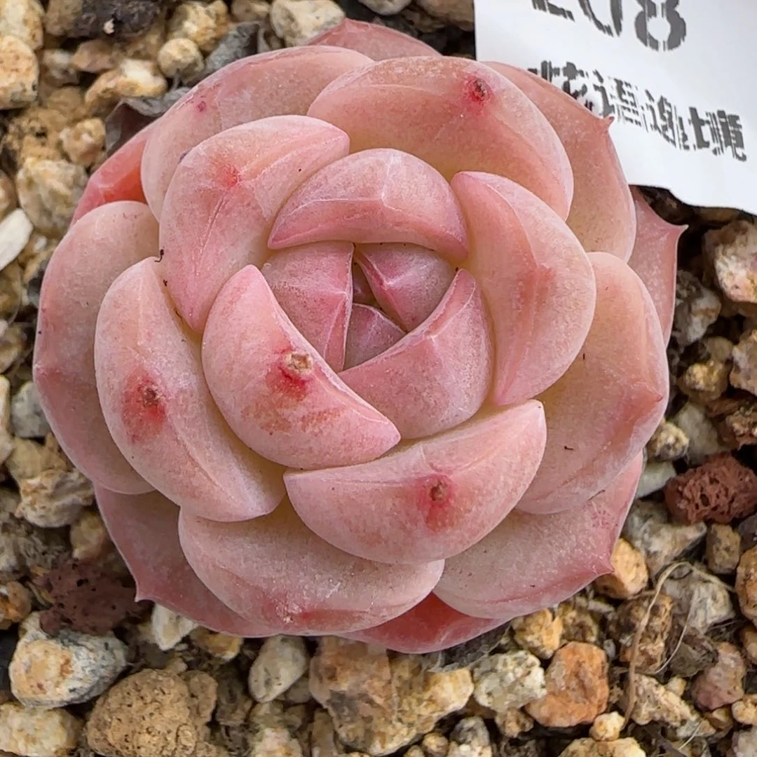 双*又花语逸镜0119-208