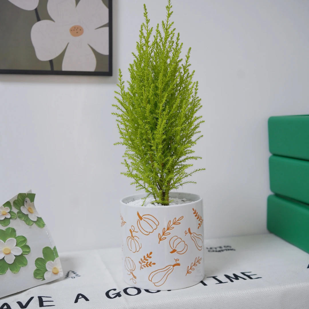 Ins北欧风香松手留余香带盆栽好室内室外好养书桌茶桌办公桌养护