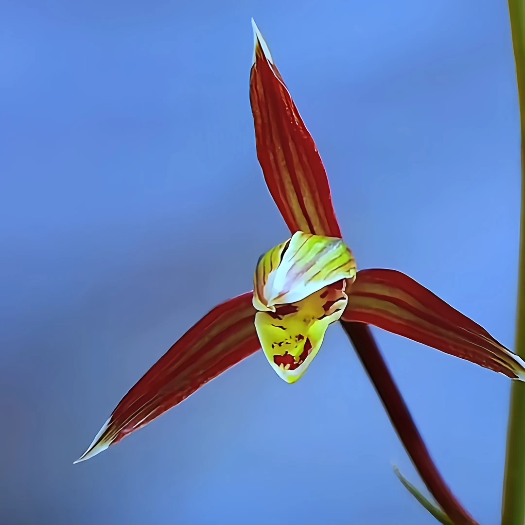 【寒兰艺草红花】高端铭品 旭槿兰花高山种植无温室养兰养兰易养活