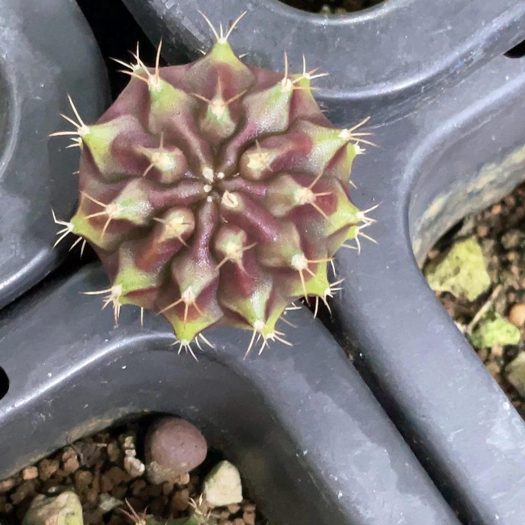 无花朵泰系名品侧，皮色球