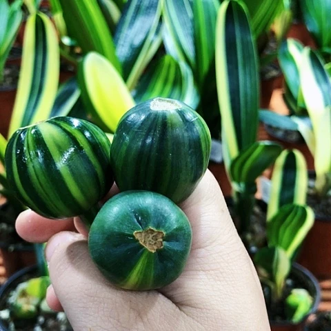 【闪购商品】天****司