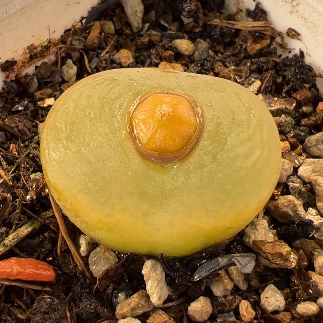 042多肉植物百科