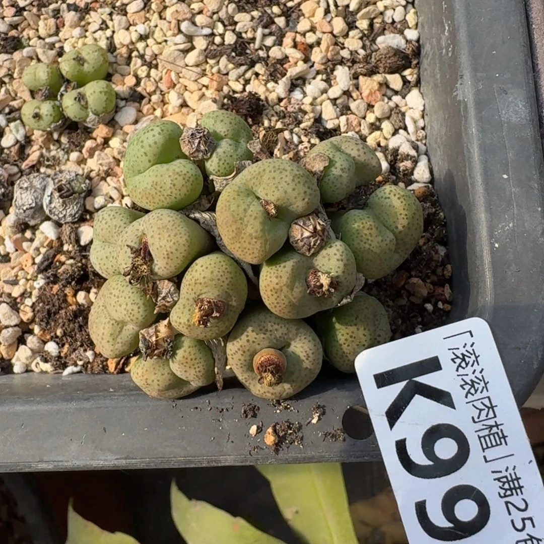 g****aK999大型玛瑙玉老母本