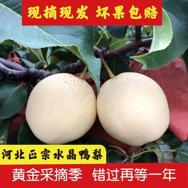 河北鸭梨产地直发新鲜现摘脆甜多汁应季水果百年老树