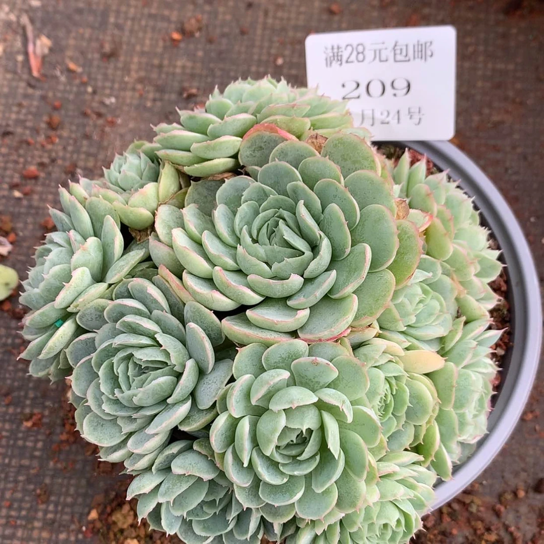 【闪购商品】云209号