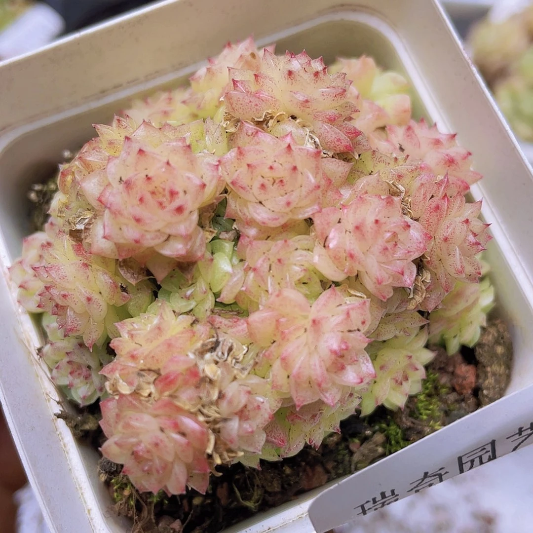 00000000000000010量拍