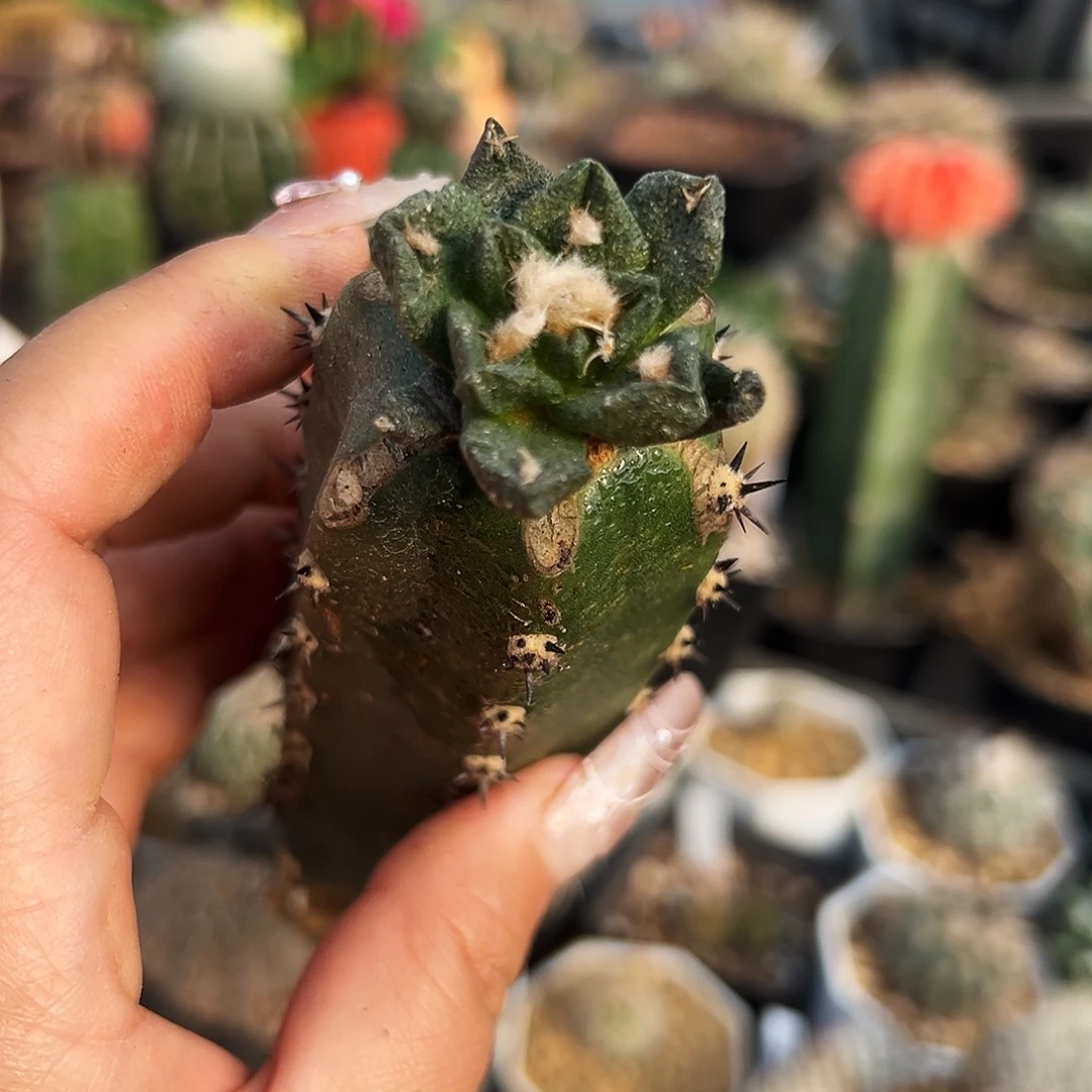 龙角牡丹仙人球11111111