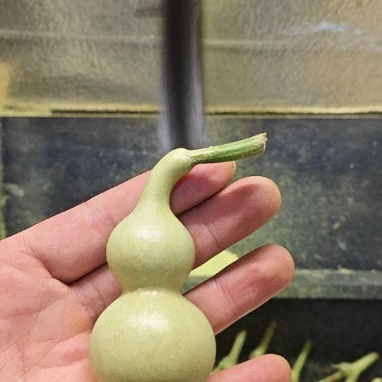 ****乔天津嘴儿咕噜咕噜