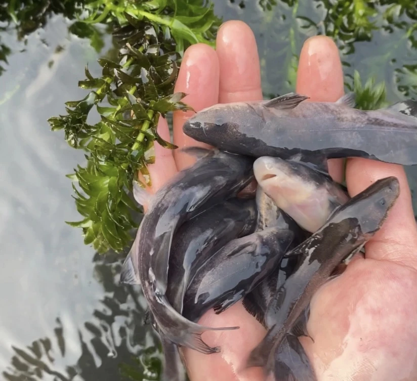 活体鱼四川江团观赏水族淡水饲养