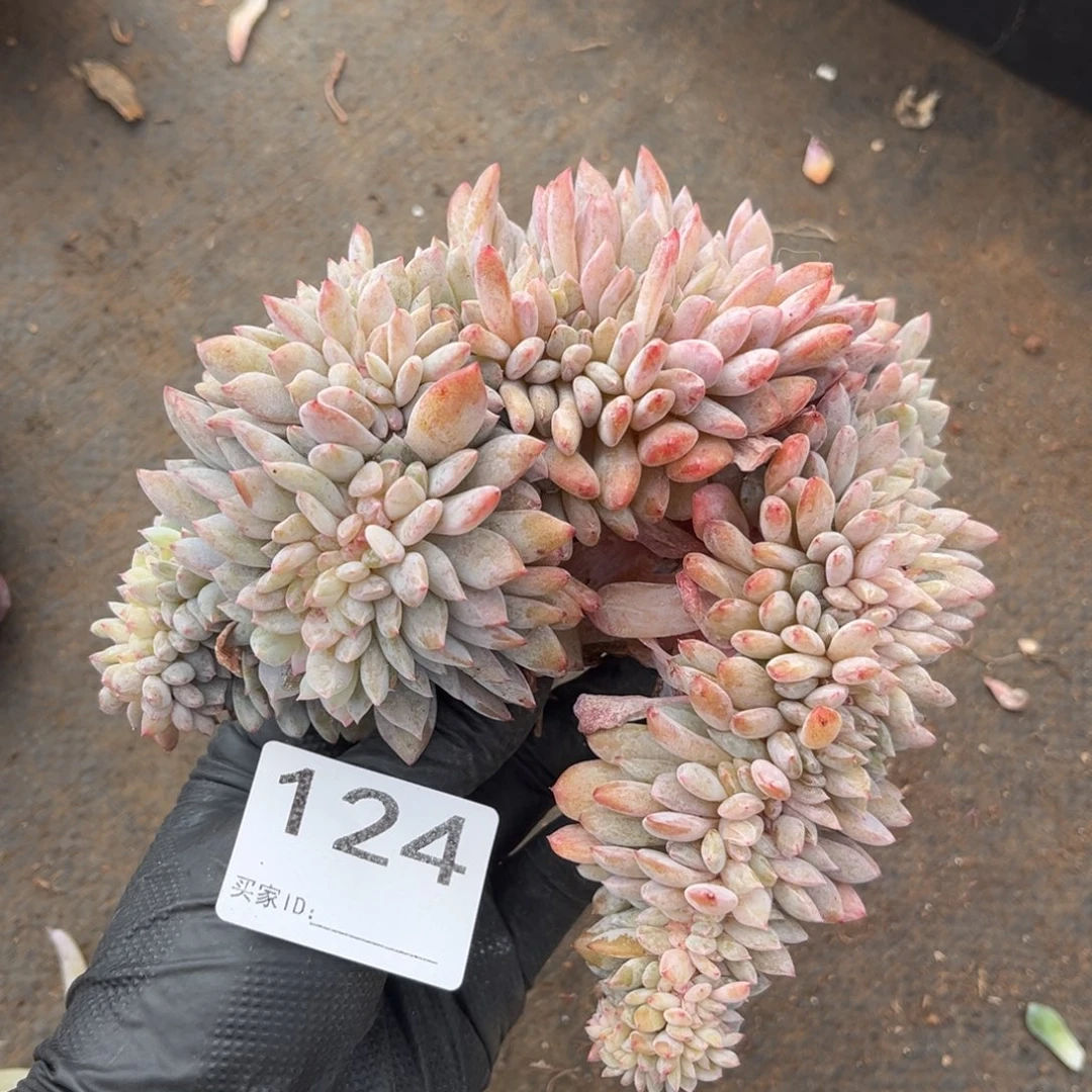 124号 有侧切新疆西藏内蒙古不包邮的不售后