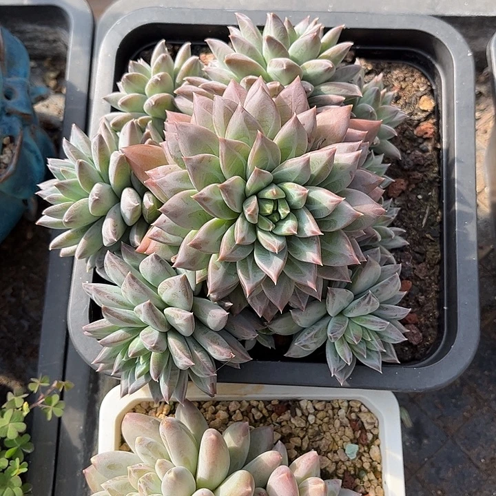 小***狸多肉植物一物一拍