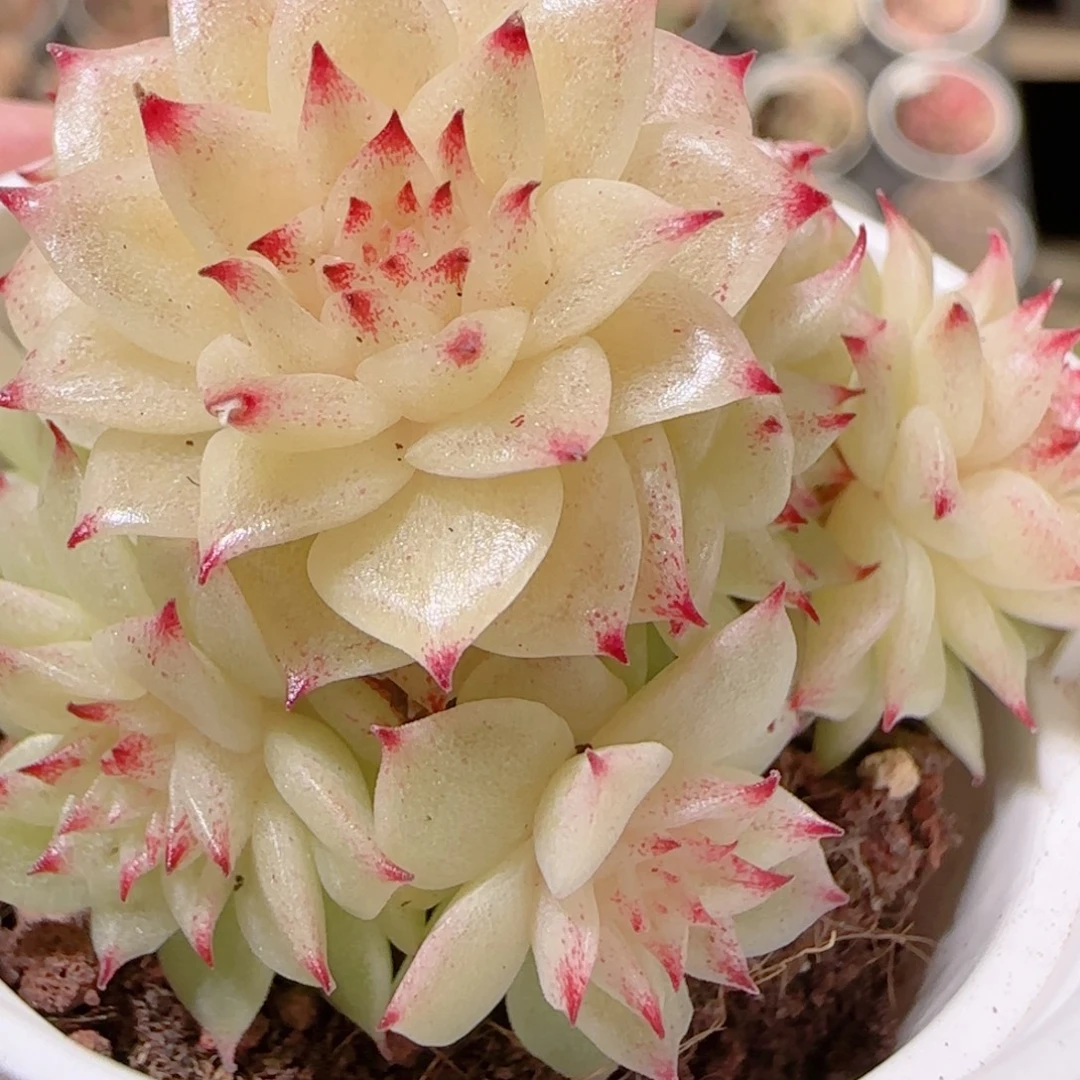 花语多肉1215-215散