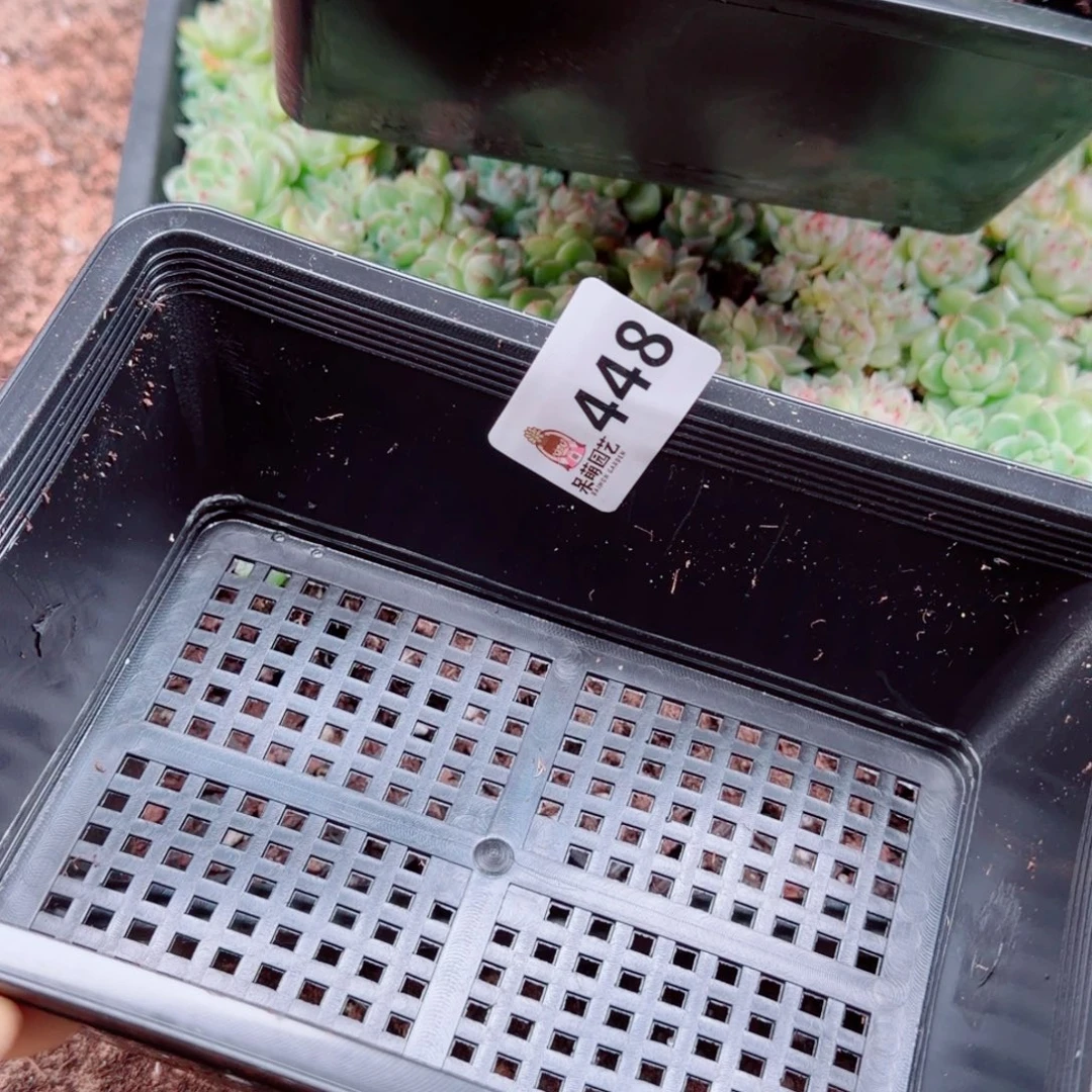 小***6多肉植物多肉植物