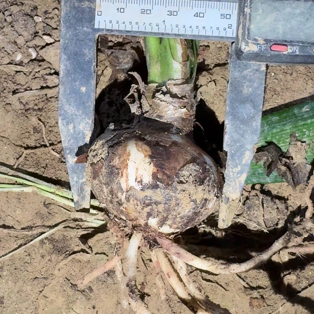 出水芙蓉5厘米裸根剪叶一棵