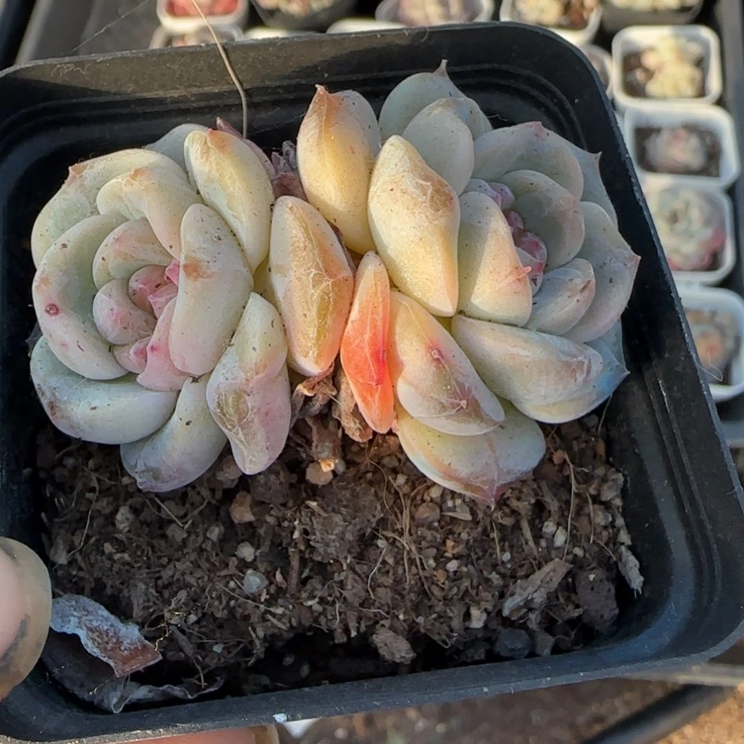 小卡拉米糖心一物一拍