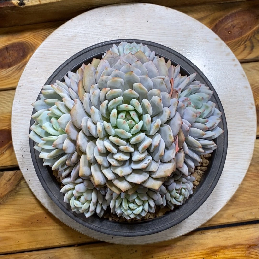 星星橙手捧多肉植物