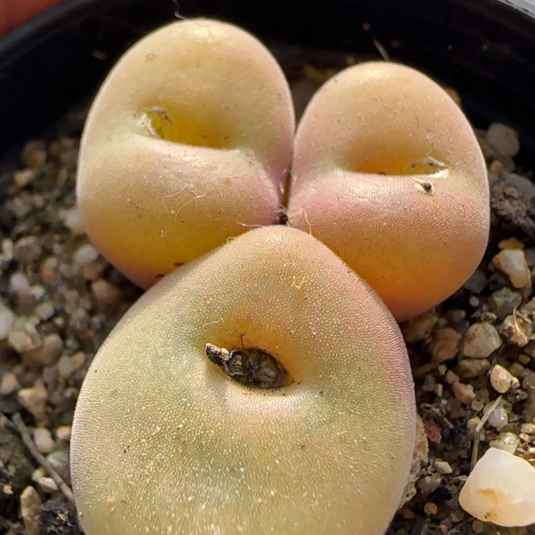 【闪购商品】21763