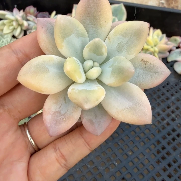 一****^新香水锦腹轮锦可以嫁接