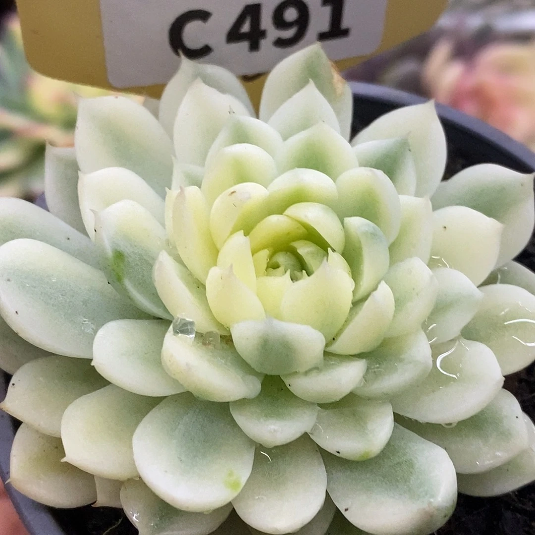 491月影福利哈哈哈哈哈