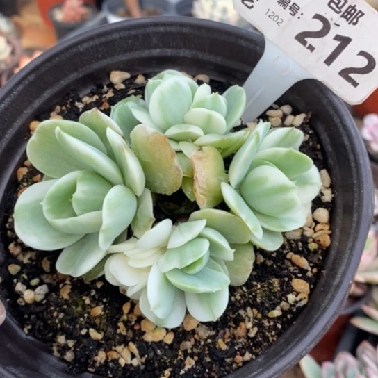 一****)212一一一一一一一一一