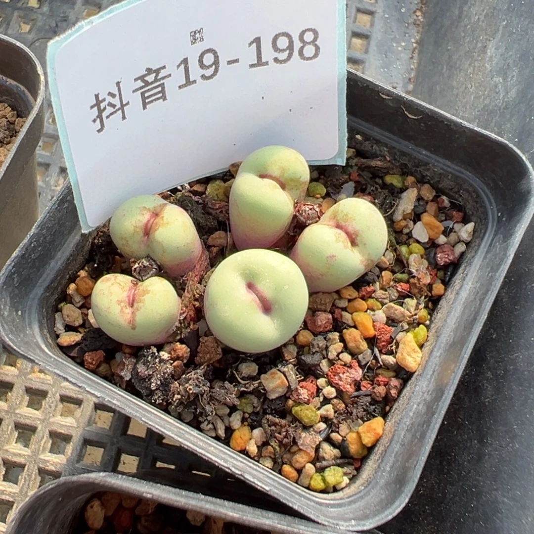 19-198肉锥多肉植物