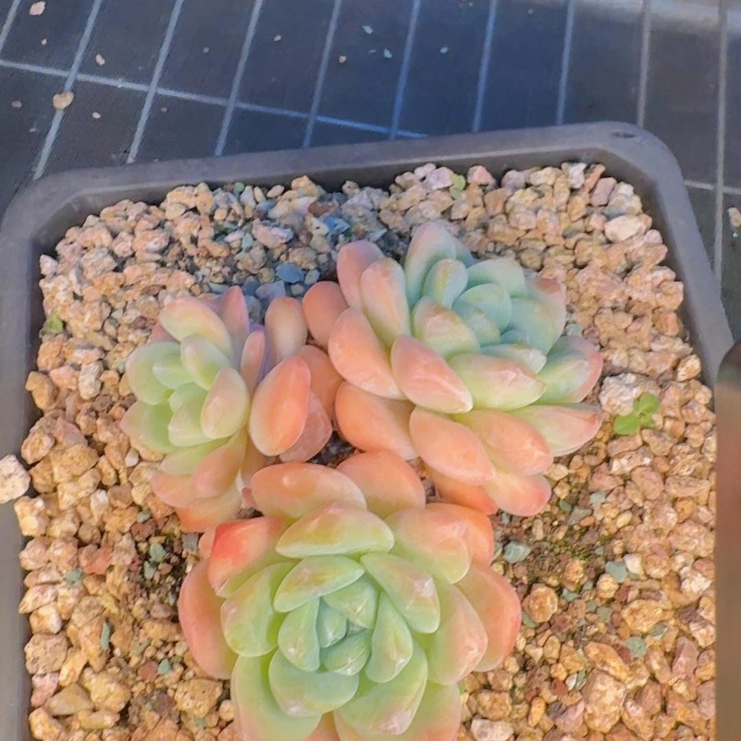 希***琞多肉植物的生长发育
