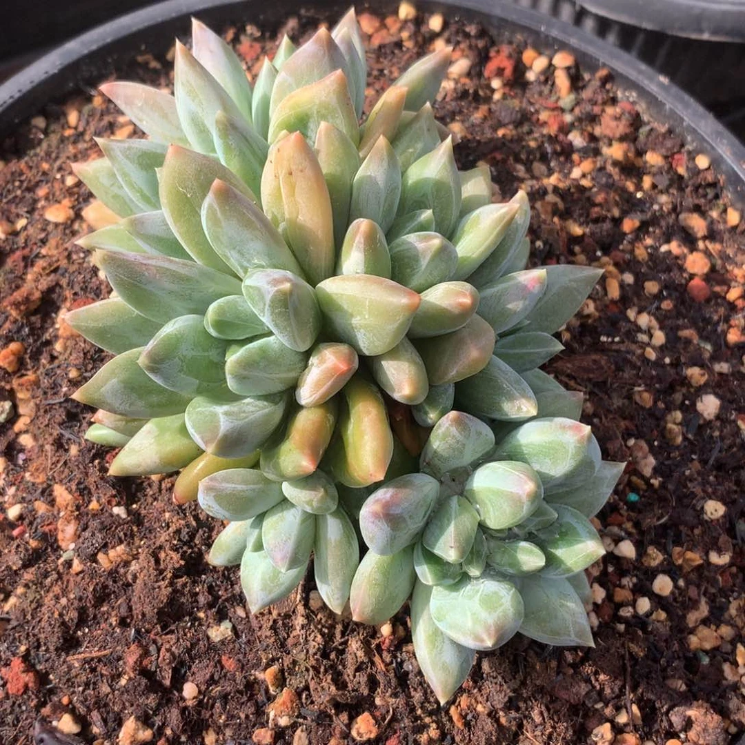 多肉植物一物一拍