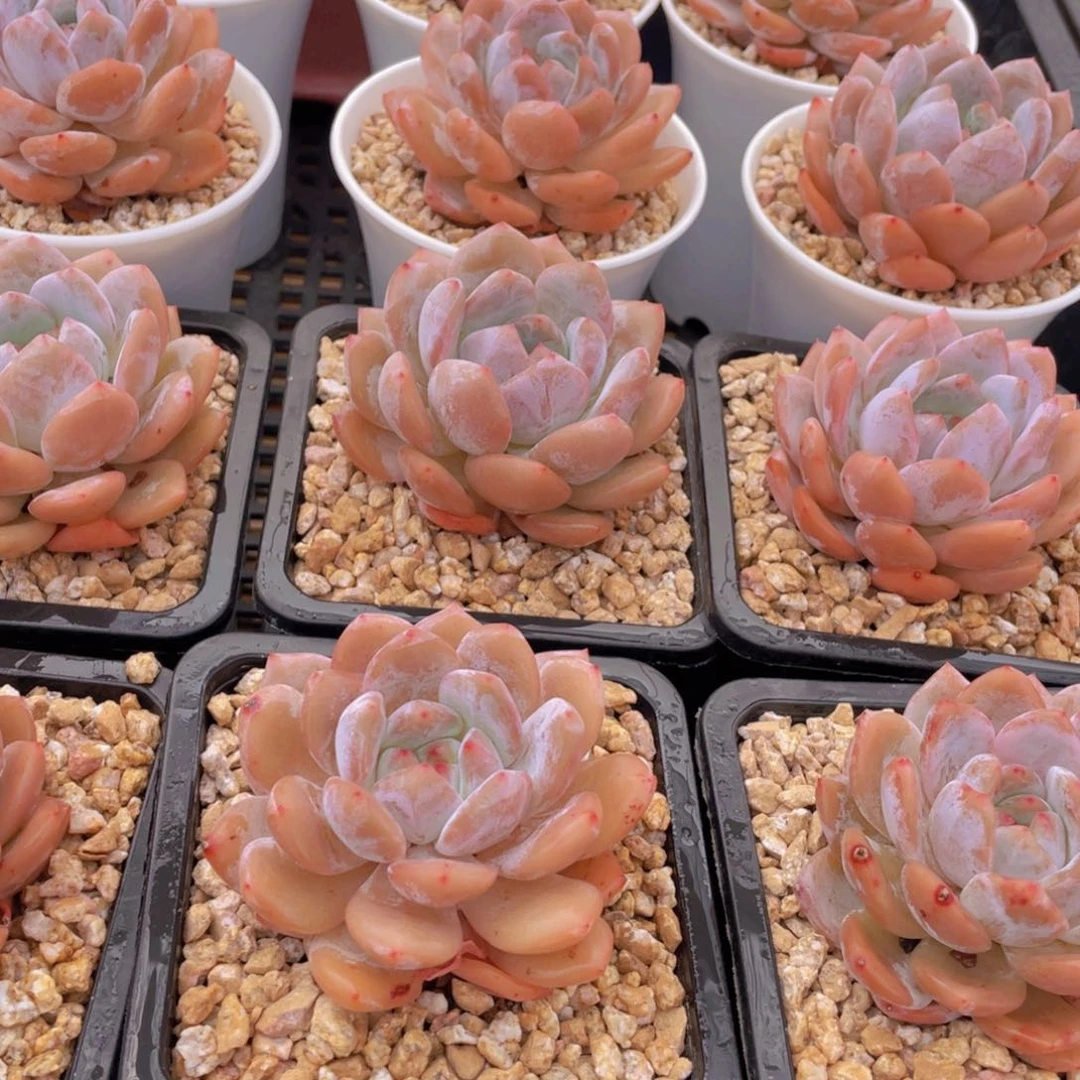 量拍9号 雪天使梦露单头一个