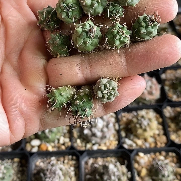 娇丽一组苗子十二个冬云升云龙