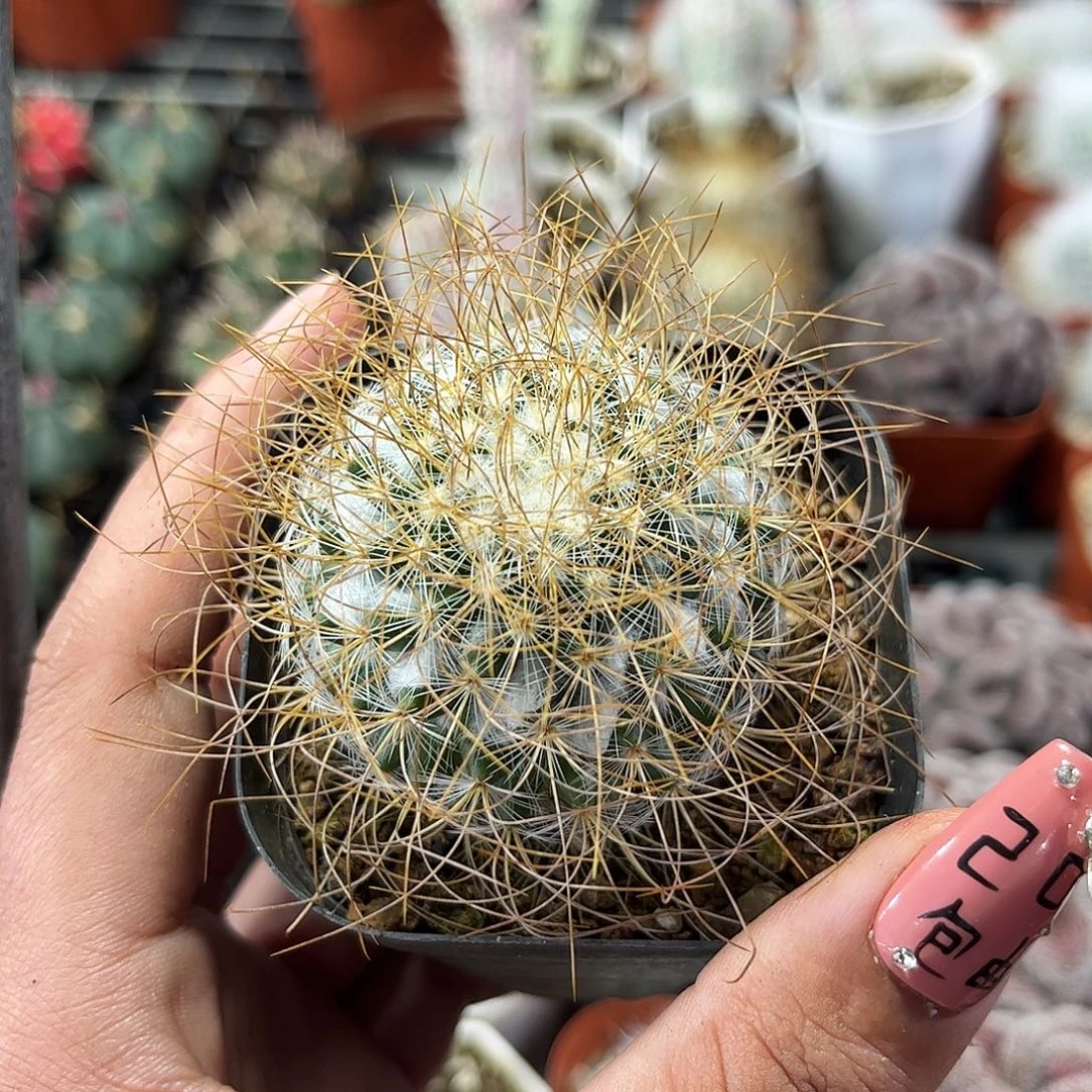 海泉单头发货单头发货