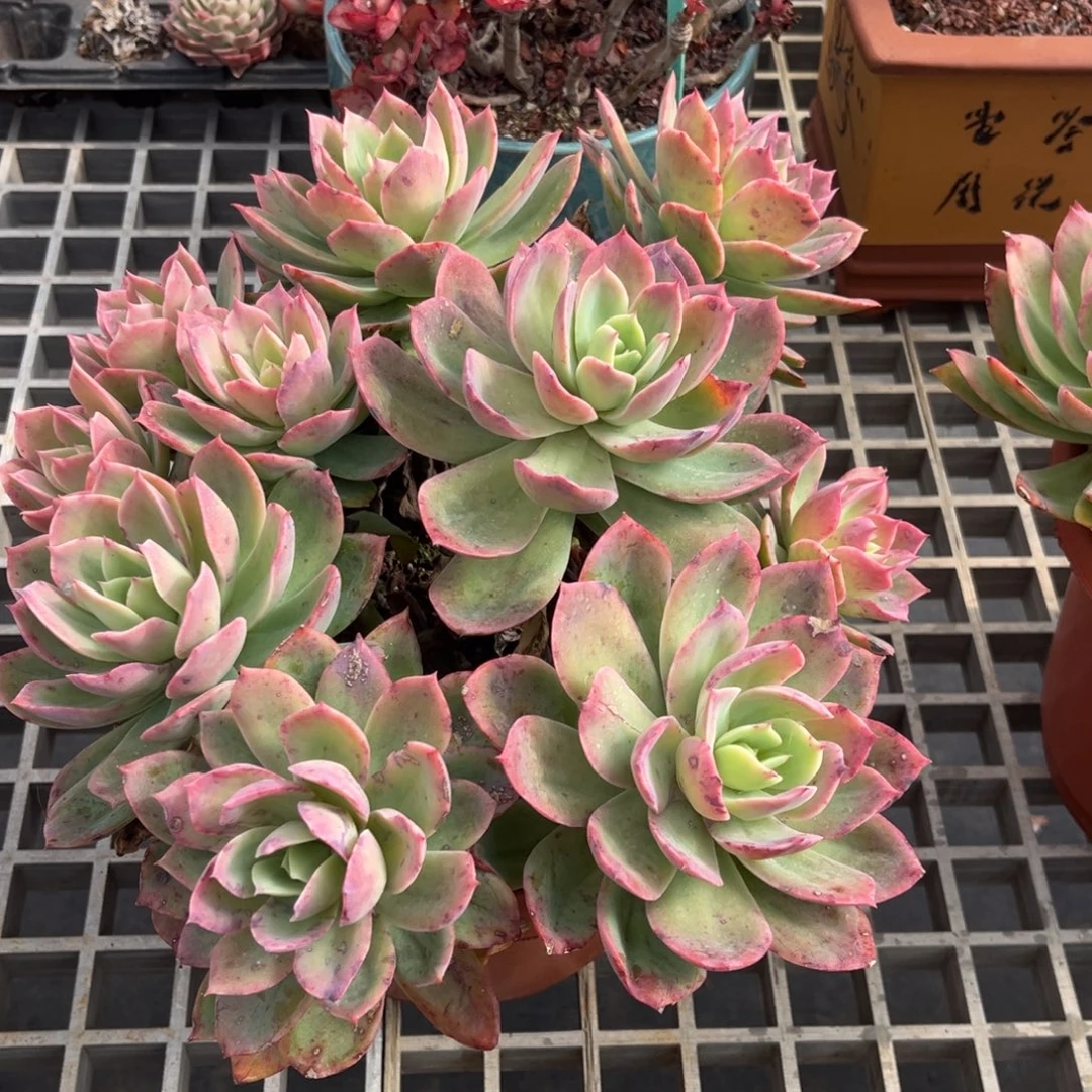 小雨多肉乔伊仙子