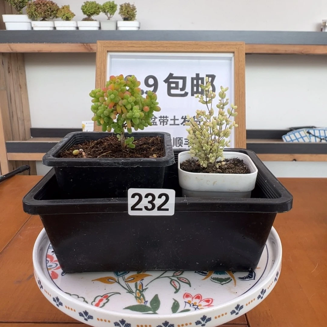 枝干番杏多肉植物232