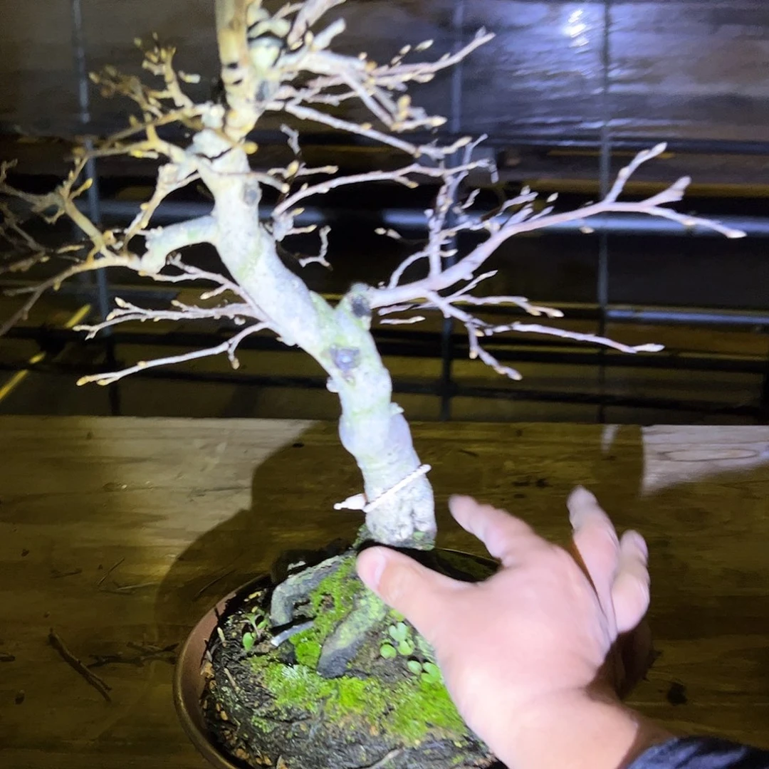 无花朵盆景不包邮98556