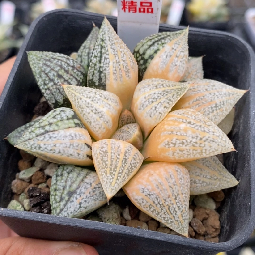 16号实生糊斑白银锦